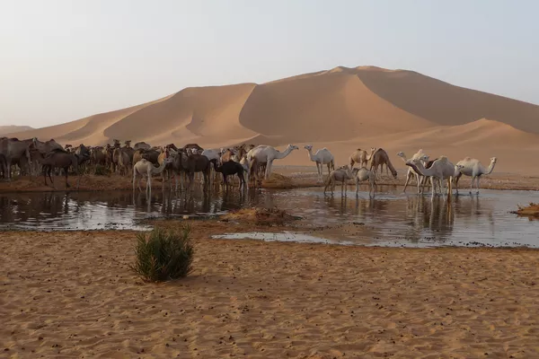 Oasis du Tassili n'Ajjer